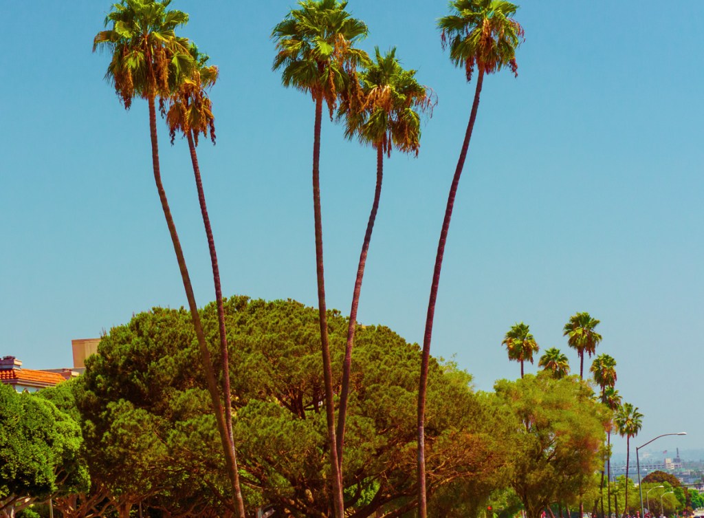 Photo: Flavia Caldas // Location: Sunset Boulevard